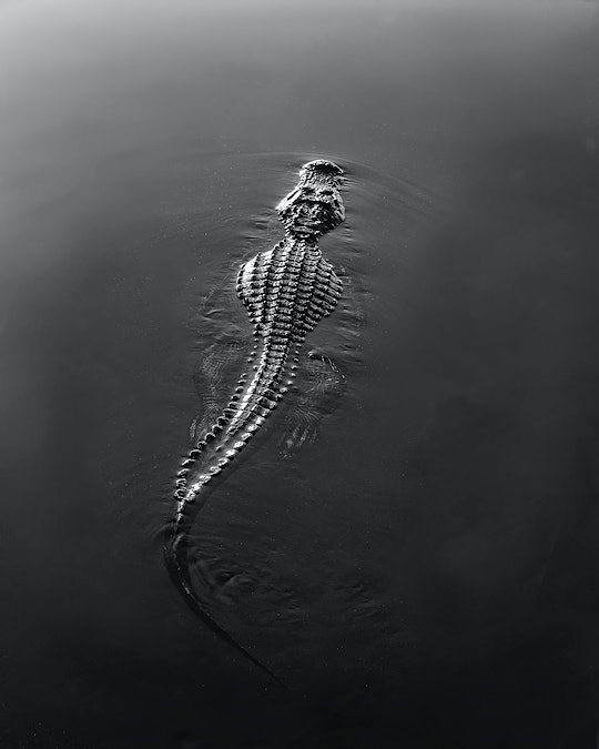 Could it have been a croc?